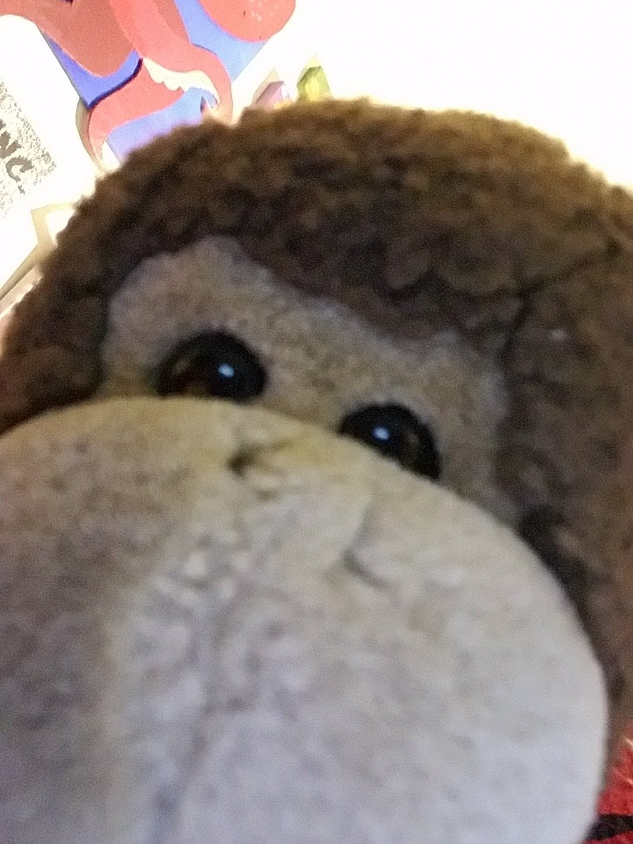 Shaolindamonkey's tweet photo. Super close up of the #handsomemonkey #predsmonkey !!!! #LetsGoPredators #gnash https://t.co/qQBRNGLNWE