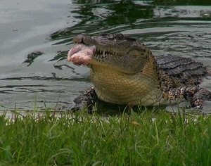 995raitfm's tweet photo. Body of a girl was pulled out of a crocodile stomach in solomon island on monday . https://t.co/lnlEXlRYUn