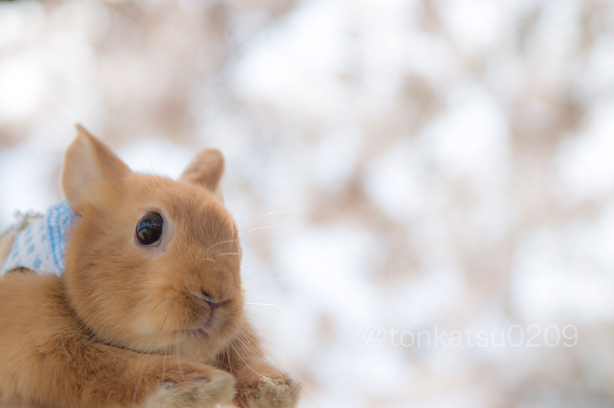 ぷぷです🐰🐇 (@rabbit_pupu) | Twitter