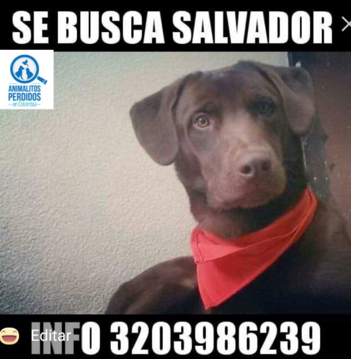 losbuscamos_col's tweet photo. Perdido perro labrador chocolate en noviembre cerca ALCALDIA de kennedy Bogotá. Inf 3203986239 https://t.co/e0IkGIHUkB https://t.co/i9whnrm6Ul