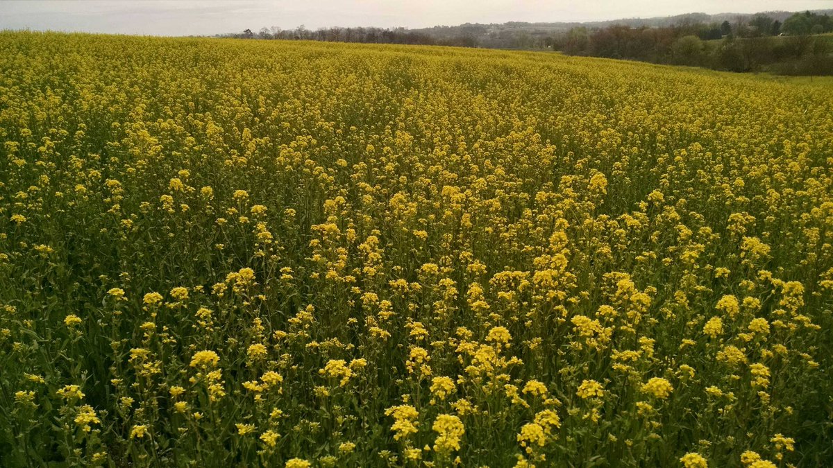 RohrbachMark's tweet photo. #greenarmorseed. PT turnips over wintered and rapeseed in blossom @ B Peckman farm. Undergrowth of vetch and clover = lots N. BEAUTIFUL!! https://t.co/lhtzlSLwFm