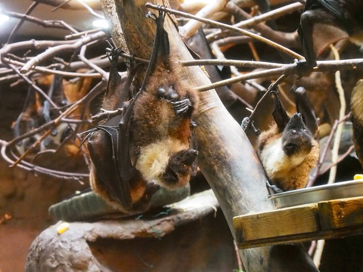 オリイオオコウモリは基本的に夜行性ですが、真っ暗ななか超音波を使っ