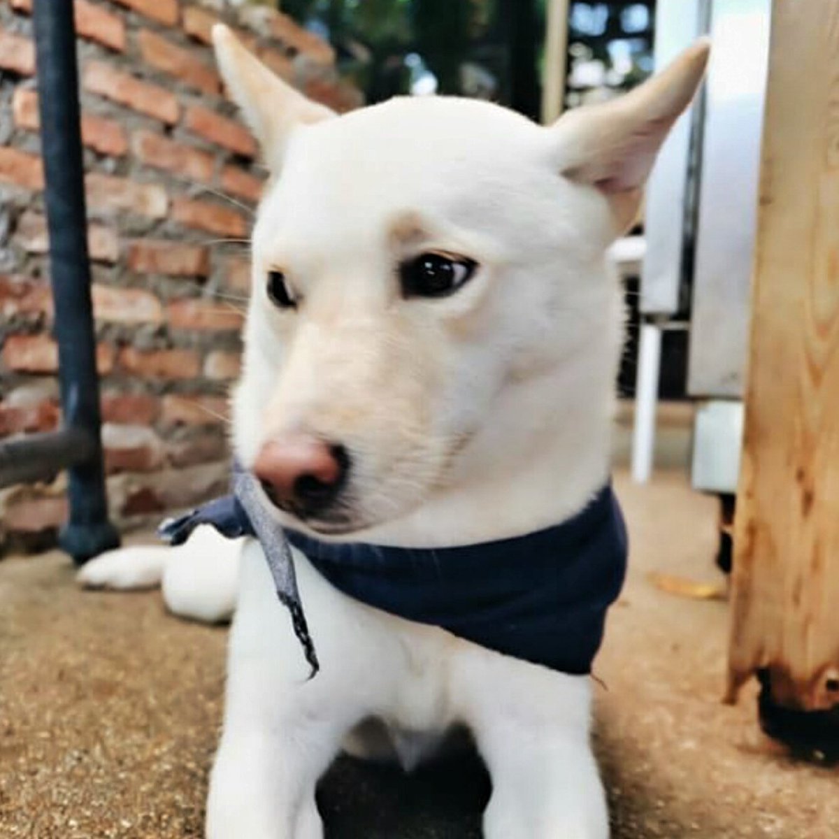 Inucafehuahin's tweet photo. เค้าสวย 😏 #Inucafe https://t.co/R2am46Iabf