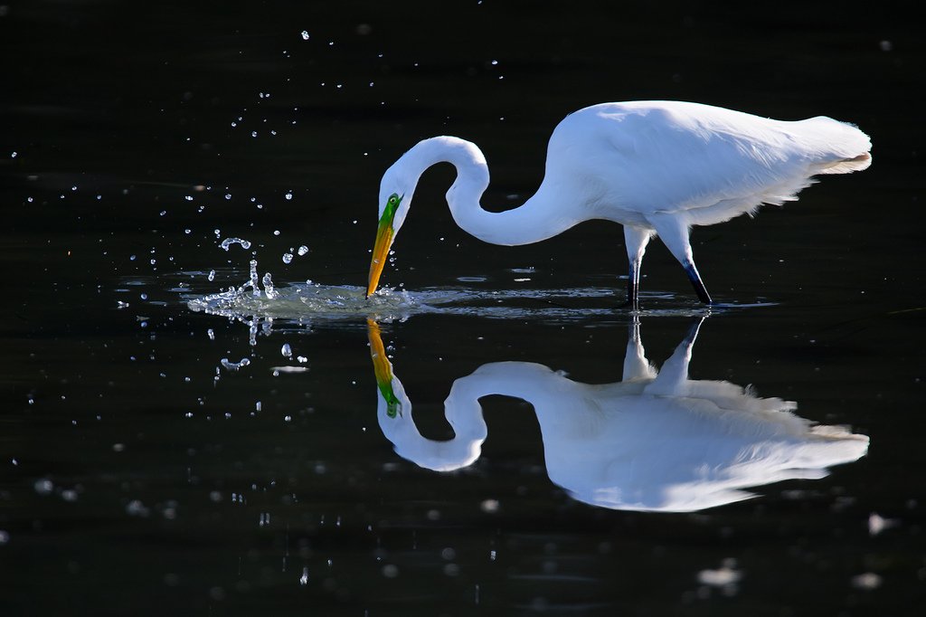 Great White Egret Hunting For Food Photography by ©@howardignatius.