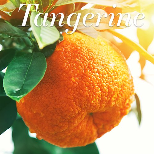 AAmenities's tweet photo. Rosewood drives away sadness.Chamomile keeps the body in a state of good health.Tangerine helps calming.Marjoram induces relaxing effect. https://t.co/C6mJDbBKwa