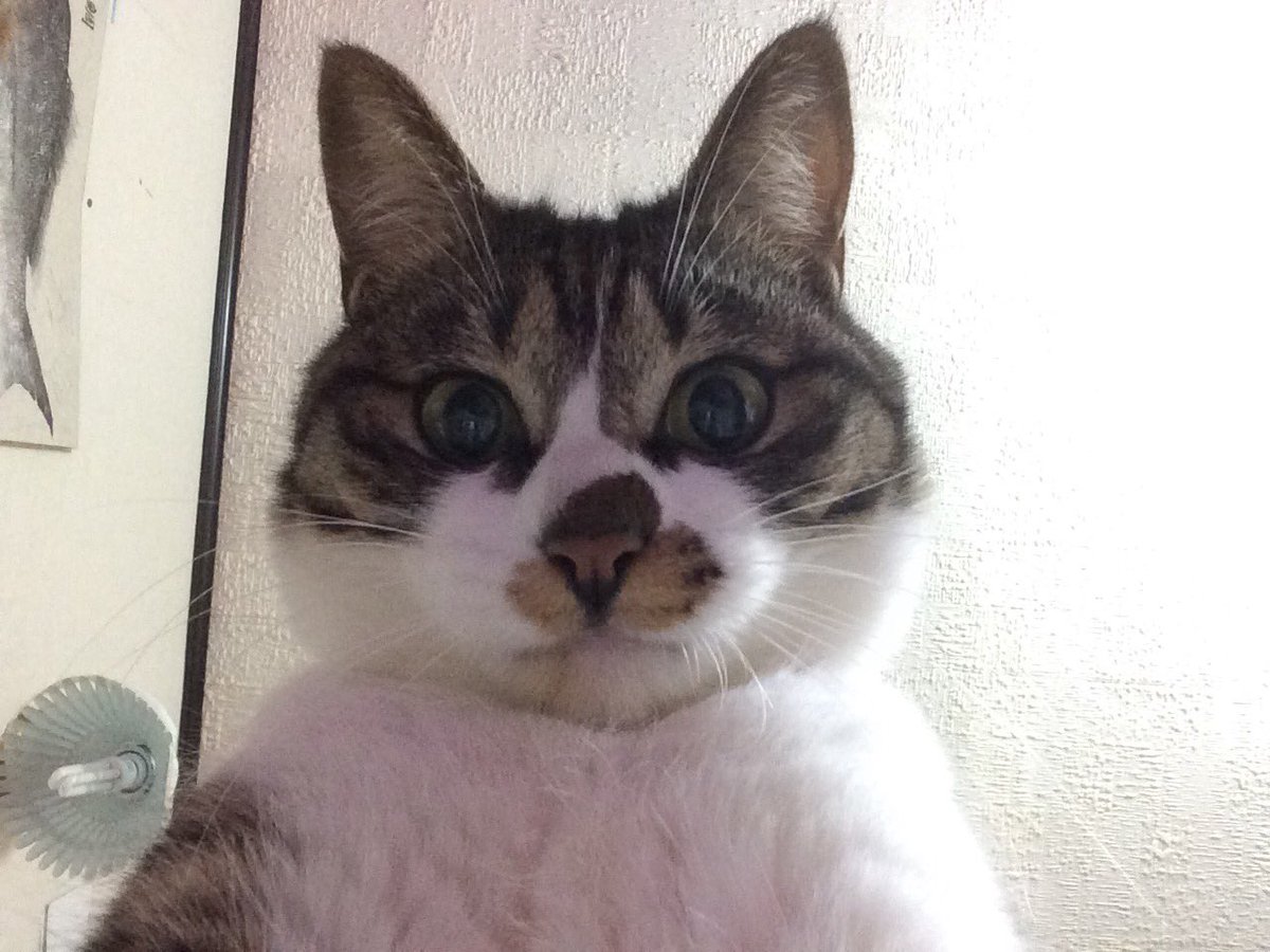 tyobisaba's tweet photo. 猫が帰ってきません。新潟県新潟市秋葉区です。キジトラ白、メスの4歳です。首輪はしていません。
大切な猫です。
些細なことでも情報を教えてください。よろしくお願いしますm(_ _)m https://t.co/xwdaFsDm1q