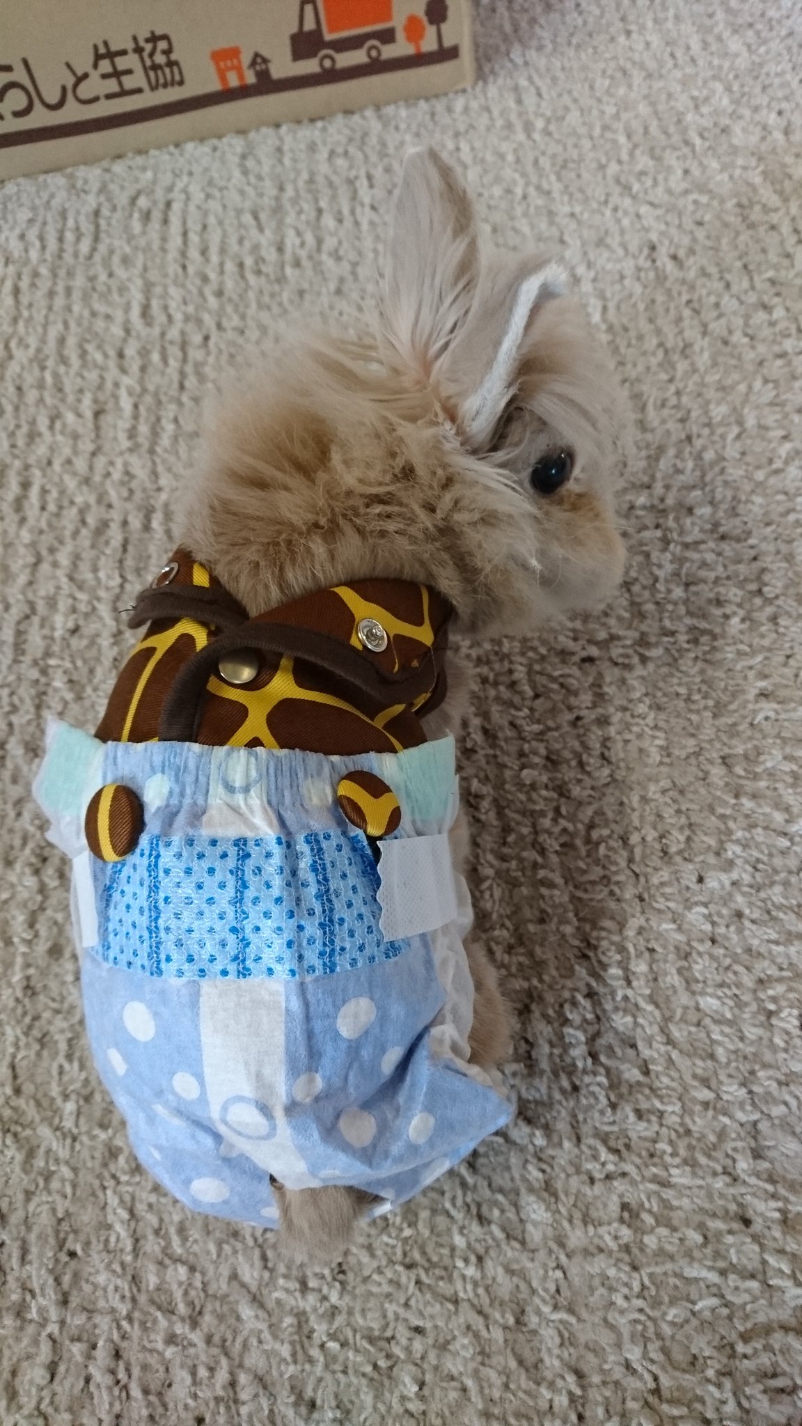 射奇 アオ鵺 在 Twitter 上 ウサギが年取って 部屋でトイレに間に合わなくなってきたから 犬用 のおむつを着けてみた お腹が締めれないから 緩くてもずれないように手作りベストと合体させたら遊び回れてずれないオムツになった ウサギのおむつを 考えてる方は