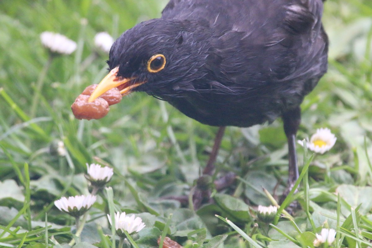 NorfolkBea's tweet photo. #Poorfoot dad #blackbird now visiting the #HoltBirdCafe @wildlife_health @BTO_GBW All waifs & strays welcome here :) https://t.co/g58cYEXFNB