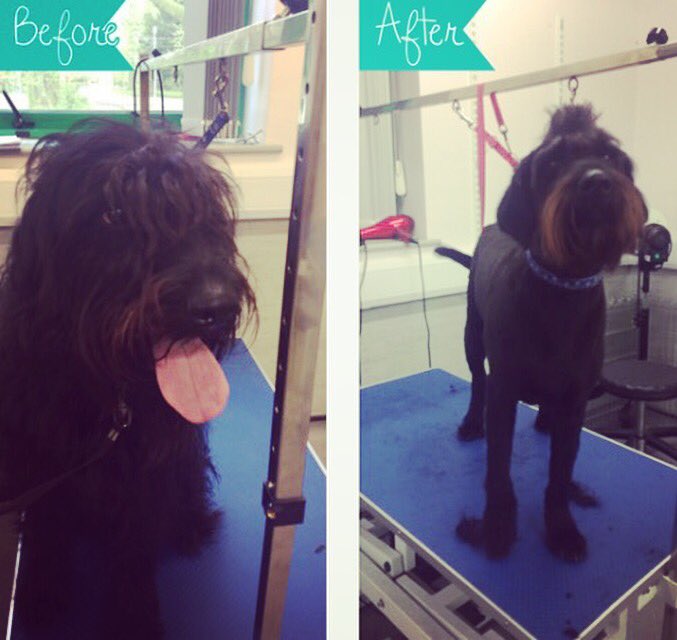 copedogs's tweet image. 🐾🐶🐾 Billy the labradoodle loving his first Mohawk his mum and dad were over the moon with his cool dude cut #doggrooming #stokeontrent