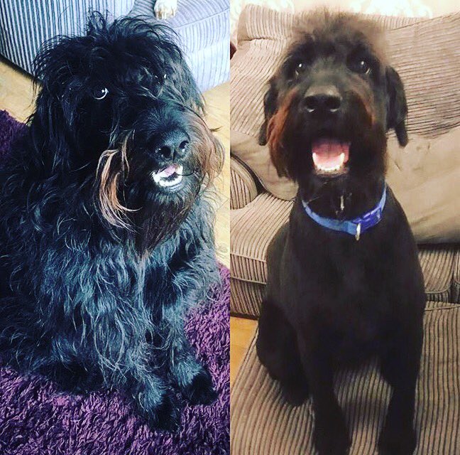 copedogs's tweet image. 🐾🐶🐾 Billy the labradoodle loving his first Mohawk his mum and dad were over the moon with his cool dude cut #doggrooming #stokeontrent