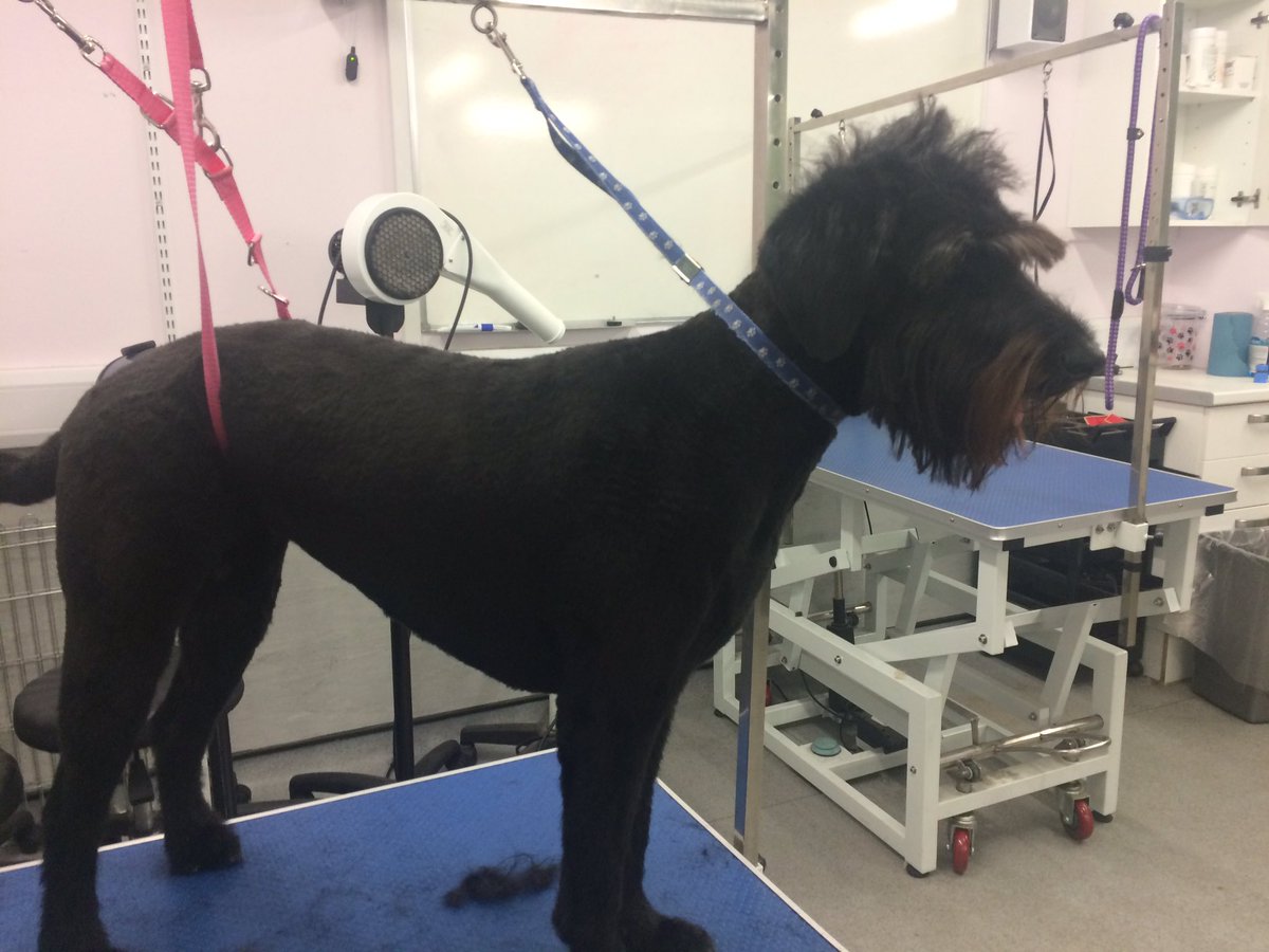 copedogs's tweet image. 🐾🐶🐾 Billy the labradoodle loving his first Mohawk his mum and dad were over the moon with his cool dude cut #doggrooming #stokeontrent