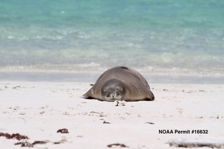 TMMC's tweet photo. The Fight Over Papahanaumokuakea Just Escalated by @NathanEagle and @kirstindowney https://t.co/4v4Y5aQi0e https://t.co/6aIyPuCHQj
