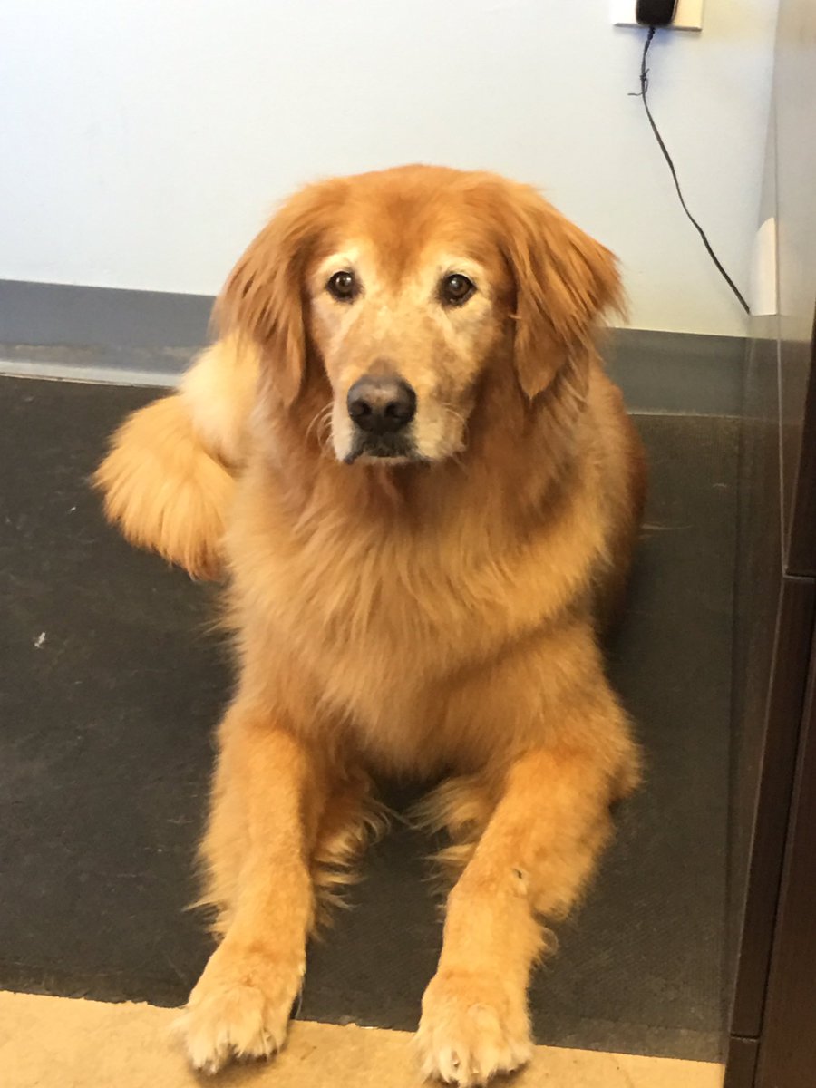 TheRealDogBlog's tweet image. It&apos;s my 13th birthday today!!! #love #goldenretriever