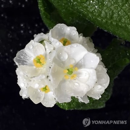 .

수정꽃!

꽃말 : 청초한 사람,  행복

얼음꽃,  해골꽃이라 불리기도 한다.

일본에 많이 서식하고.

보기 어려운 꽃이라 함.

행복 만땅 하세요. . .

그대는! . . .  청초한 사람!

.