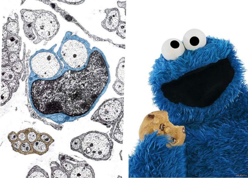 Turns out the #CookieMonster is a #SchwannCell!!! (non myelinating type) Happy Friday to you all :)