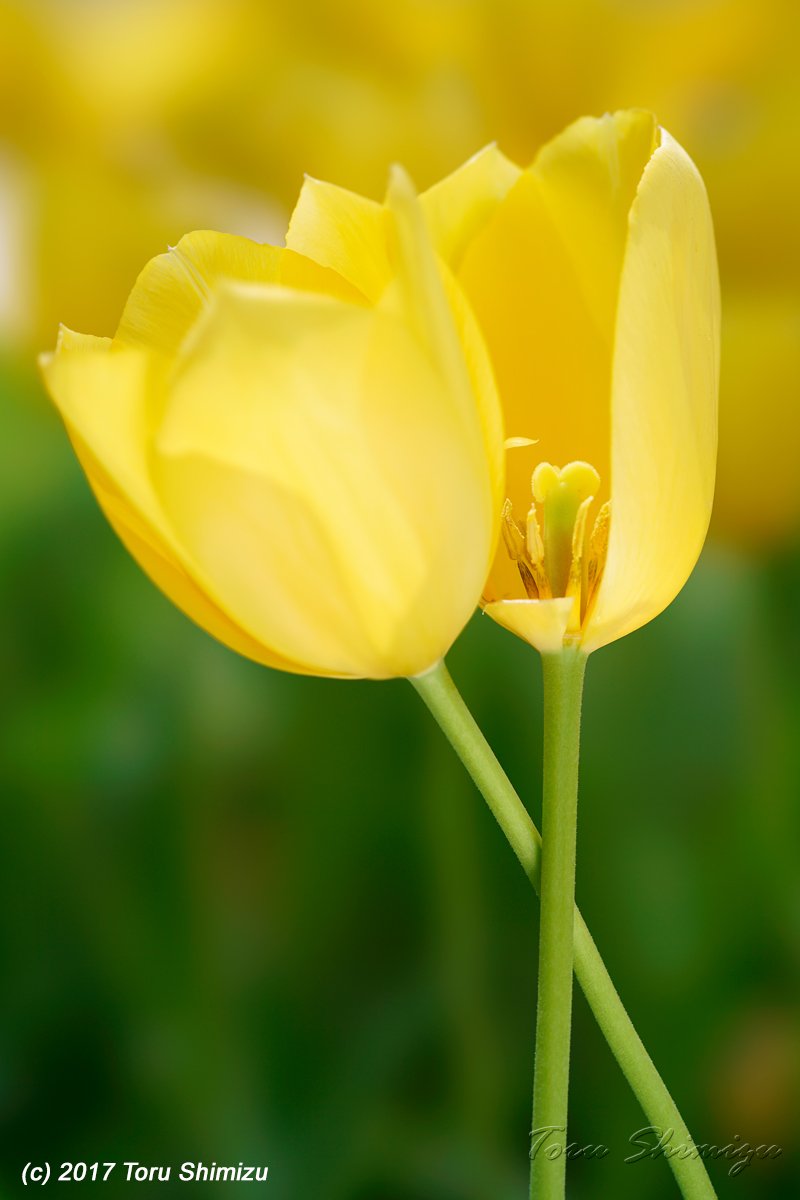 しみずとおる 寄り添うチューリップと一輪のチューリップ Sony rii Fe 100mm F2 8 Stf Gm Oss Sony rii Sel100f28gm チューリップ 一輪