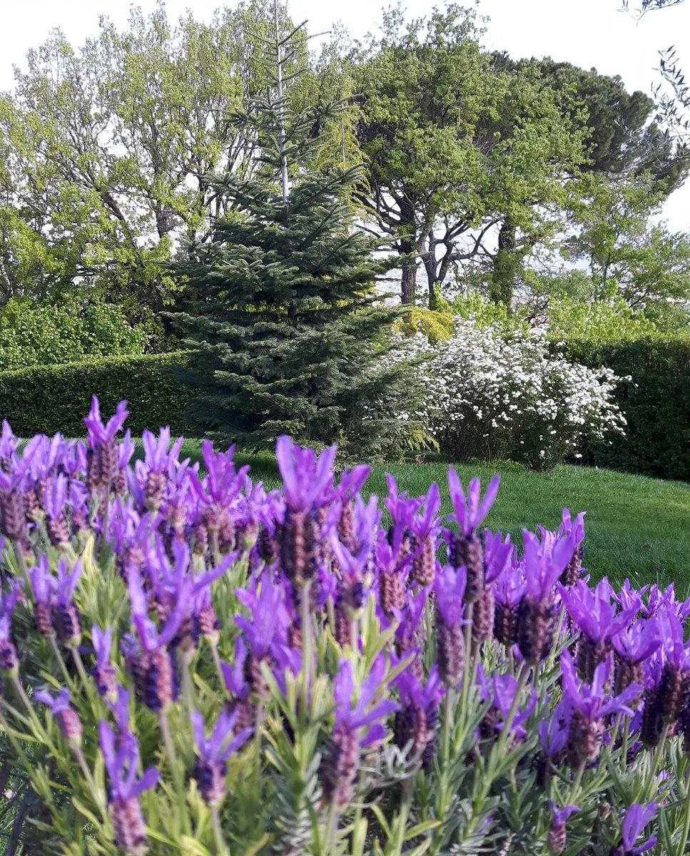 Le luci del mattino 
Il profumo della lavanda 
E i colori della #primavera