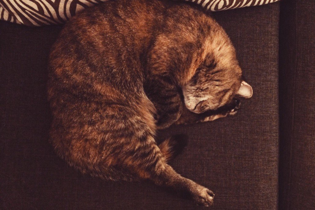 jessdelgrande's tweet image. I feel you so hard, kitty. #devproblems #codedreams