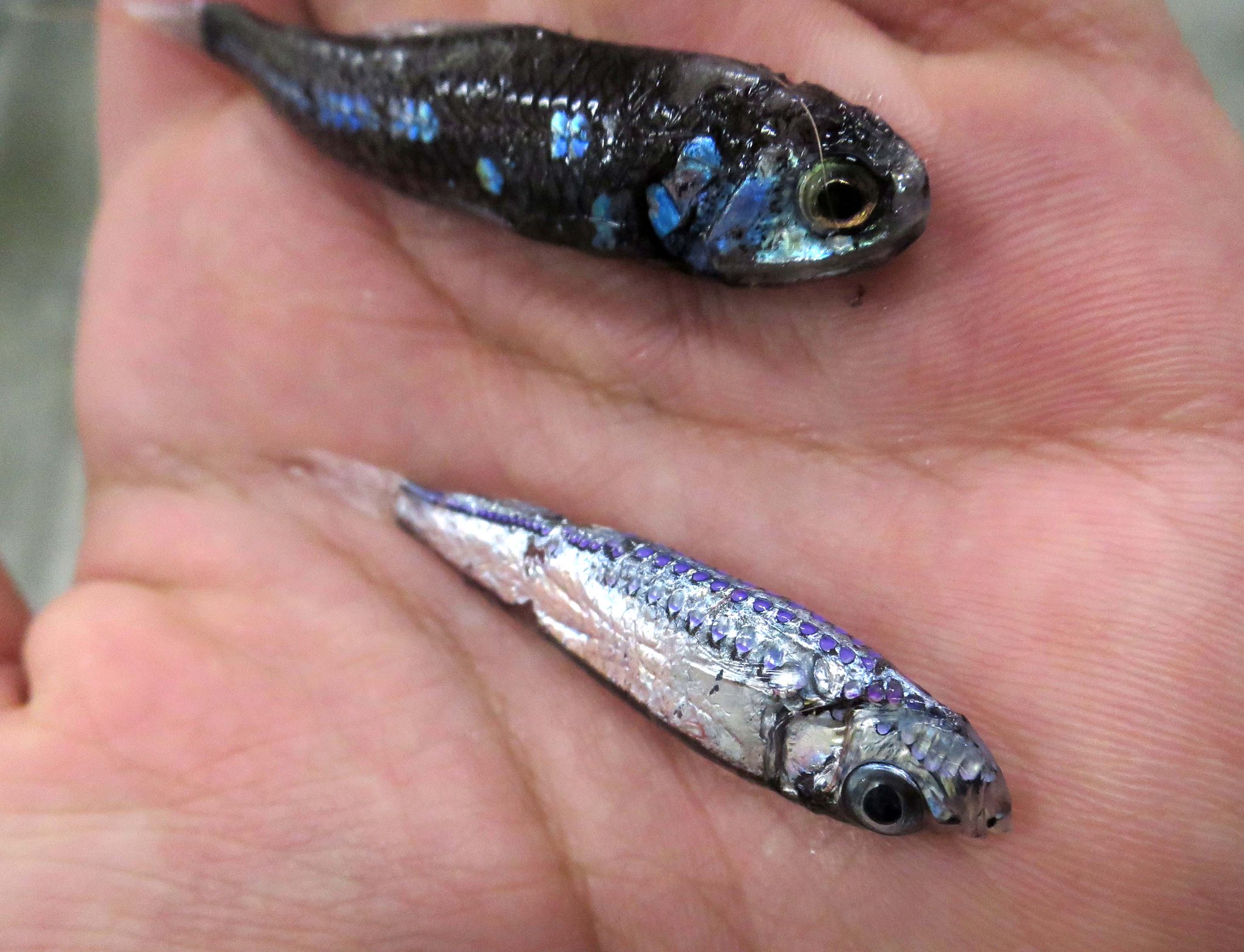 てらむら 昨夜のサクラエビ漁にて 水揚げされたキュウリエソとセンハダカ ムネエソ科の発光は紫色 深層ではよく透る紫の光に見えるのかな 新鮮なセンハダカは本当に綺麗で 黒いダイヤというべきか 一方のハダカイワシは銀色の鱗