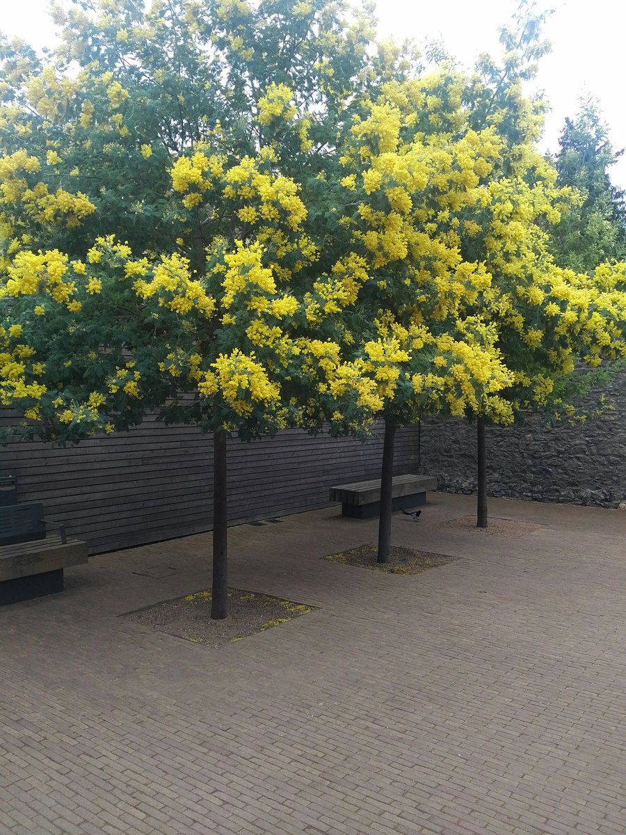 Seen these Acacia dealbata at Malahide Castle last month