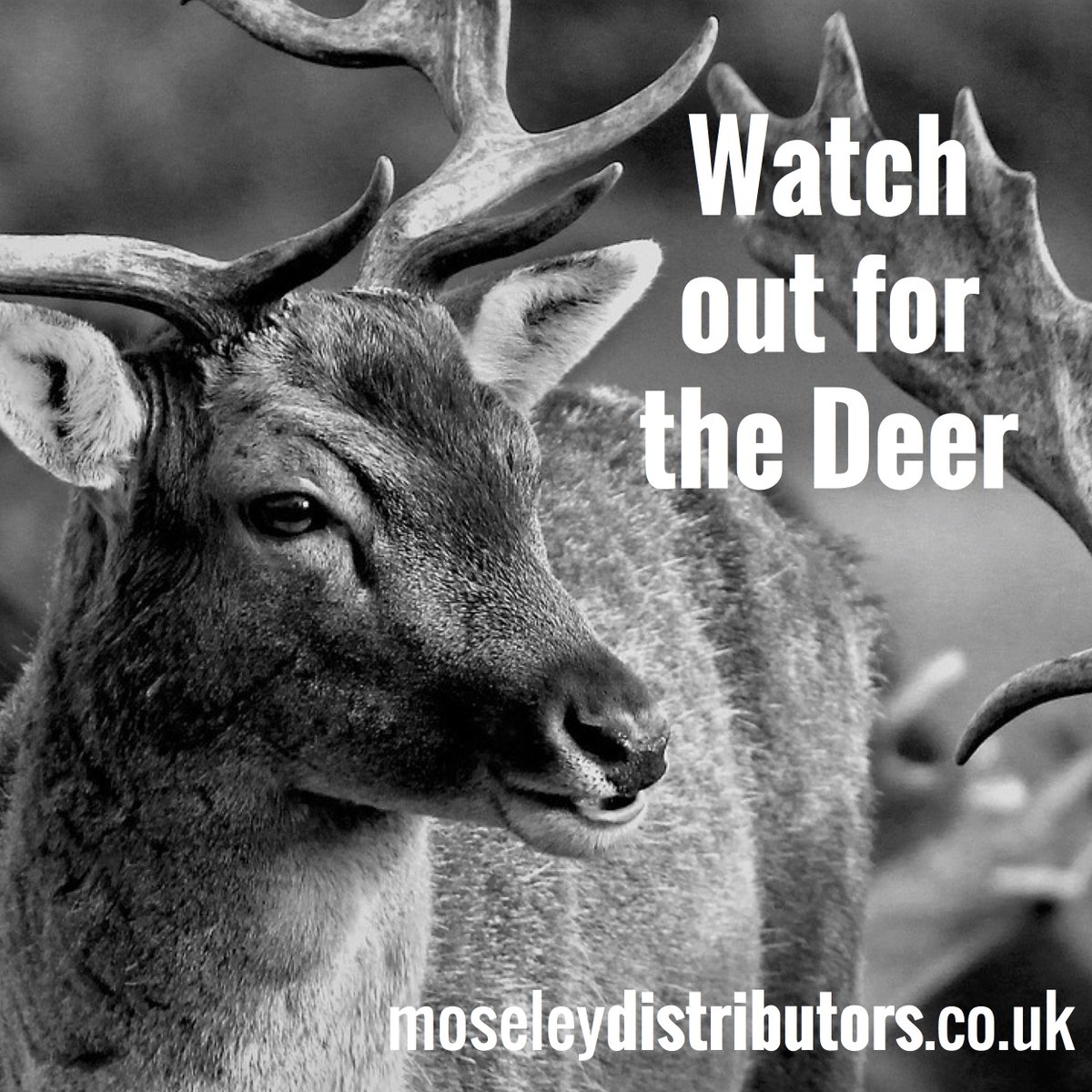 Moseley Distributors tweet media