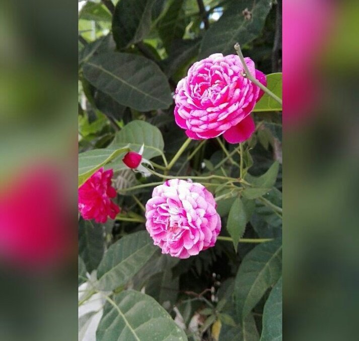 MishellGarca3's tweet image. 