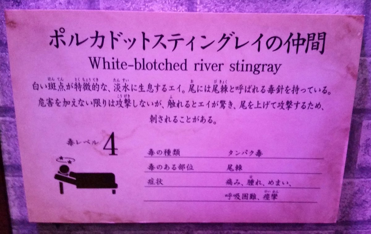 さめあんこ No Twitter 白いドットがまた可愛いエイさんですね この子も機会があったら描いてみます W さめあんこ No Twitter 白いドットがまた可愛いエイさんですね この子も機会があったら描いてみます W