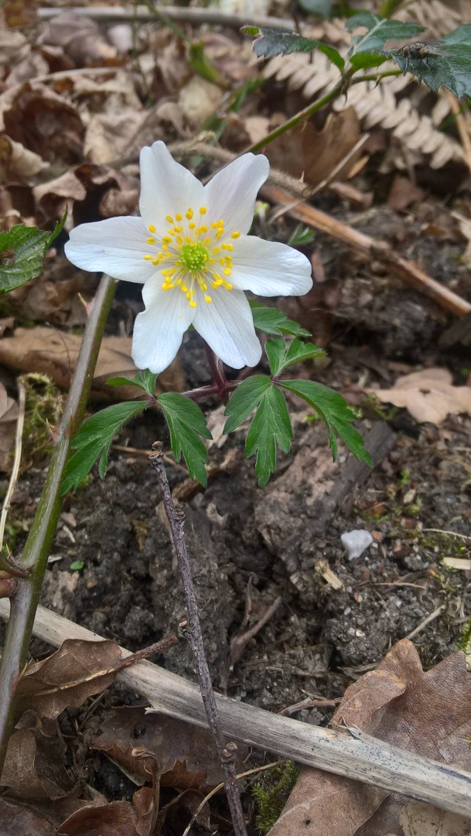 Cath_Barber's tweet photo. Yesterday we found this in the woods, which is exciting for us! #wildflower #wood anemone #groundflora #woodland https://t.co/6Tz28vrLRq