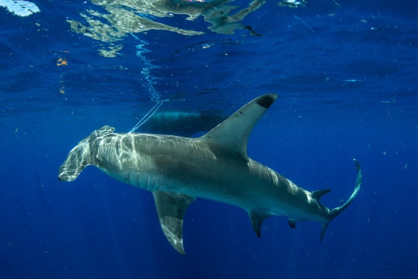 saveourseas's tweet photo. Study reveals migration patterns of great hammerhead sharks btwn Bimini &amp; Florida. We discuss this with @DrGuttridge
https://t.co/6nAibXnQII https://t.co/ZtnrMmCGRu