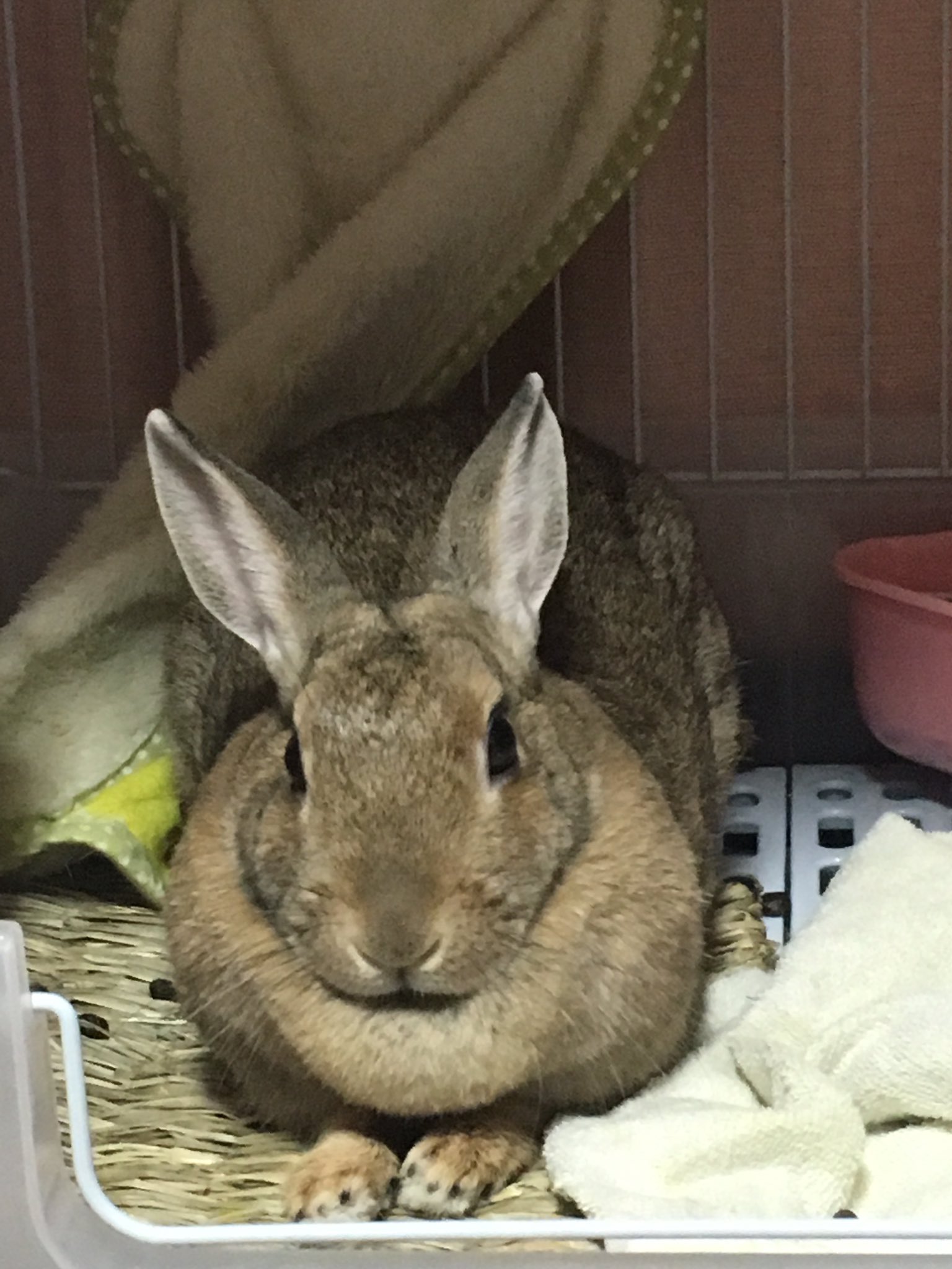 生まれ変わったふぁい 超うんこ V Twitter エリマキうさぎ ウサギ デブウサギ