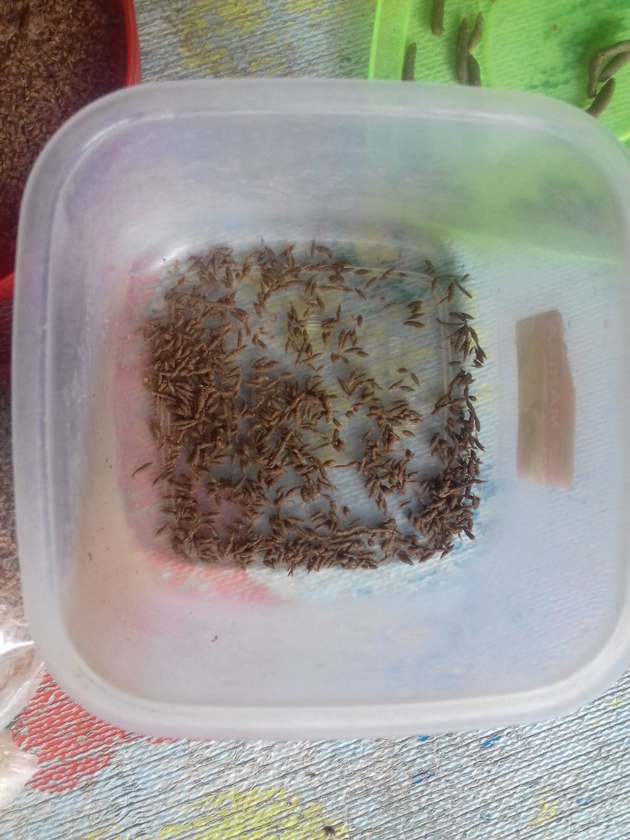 DEVI ANDRIANI tweet media