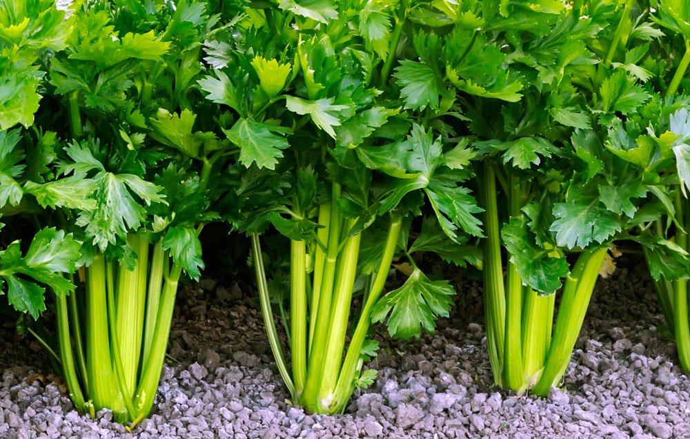 How to grow your own crunchy celery: spr.ly/60138dNWL
