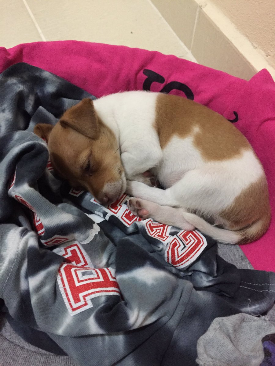 sromano7's tweet photo. But she's too darn cute I can't be mad https://t.co/tT6Jt3Nj2R