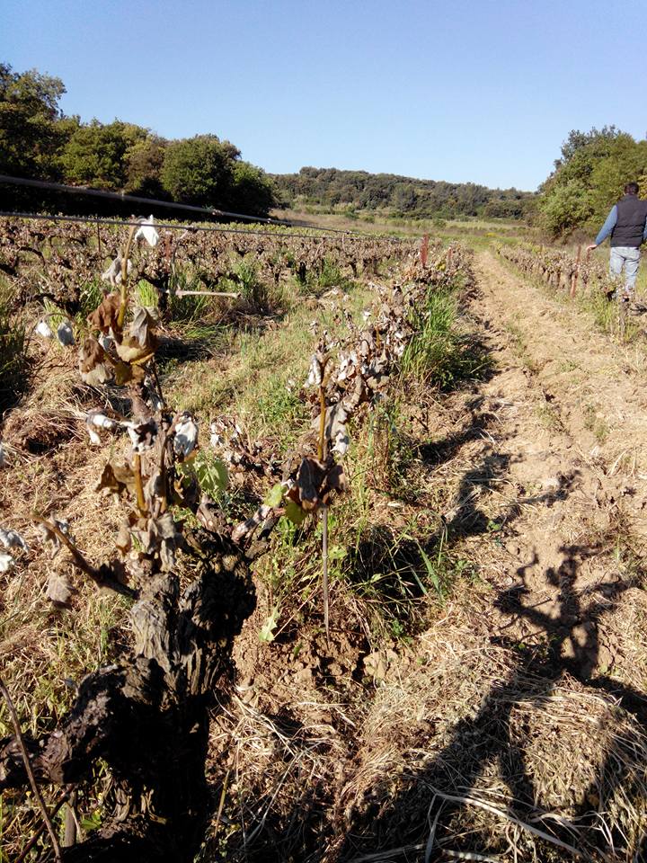 Mauvaise nouvelle en terroir <a href="/Cru_SGO/">Cru St G. d'Orques</a> ! Le Clos d'Isidore signale le gel de ses plantiers grenache blanc, viognier, macabeu &amp; vigne viognier