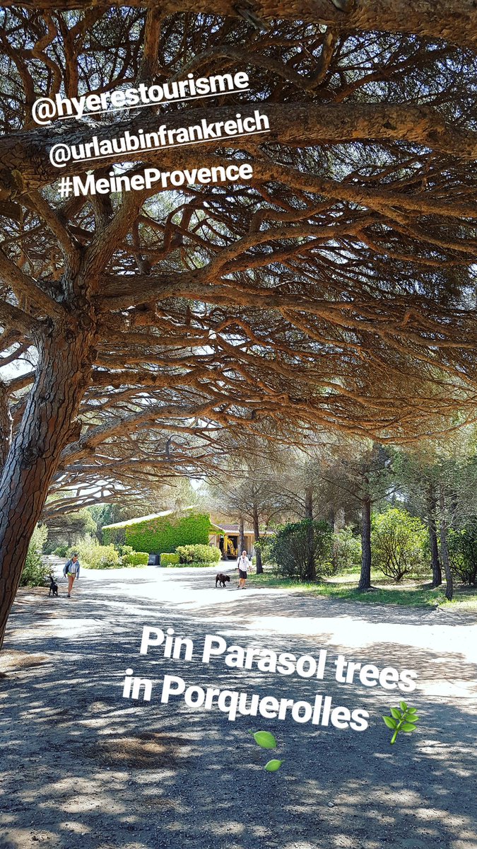GregorSIDERIS's tweet photo. Magnificent Porquerolles island 🇫🇷🌿 #MeineProvence #plagedargent #Hyéres https://t.co/5gqftYSuJQ