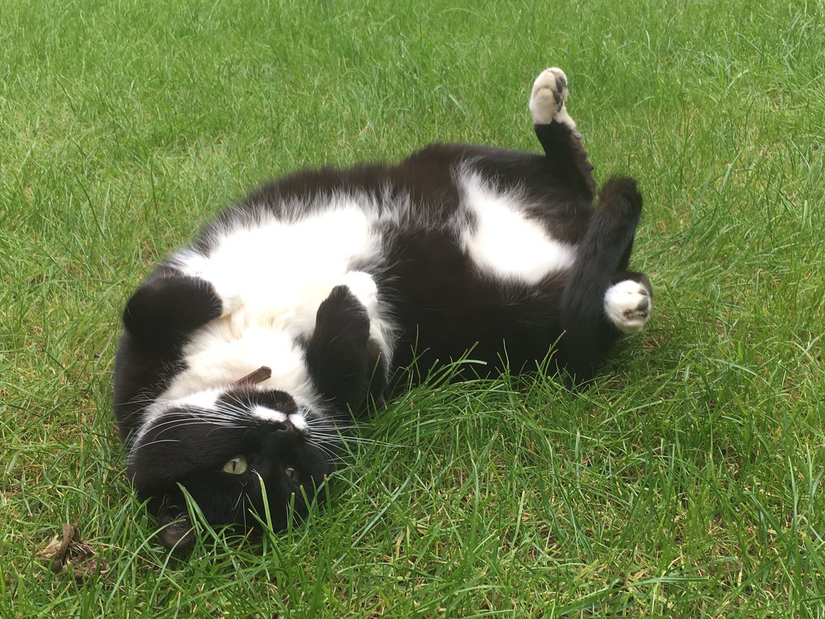 Parker_The_Cat's tweet photo. Such a dignified captain ๐ฑ#whymumwhy #stoptakingmyphoto #catyoga #catsoftwitter https://t.co/prROfsBTZZ