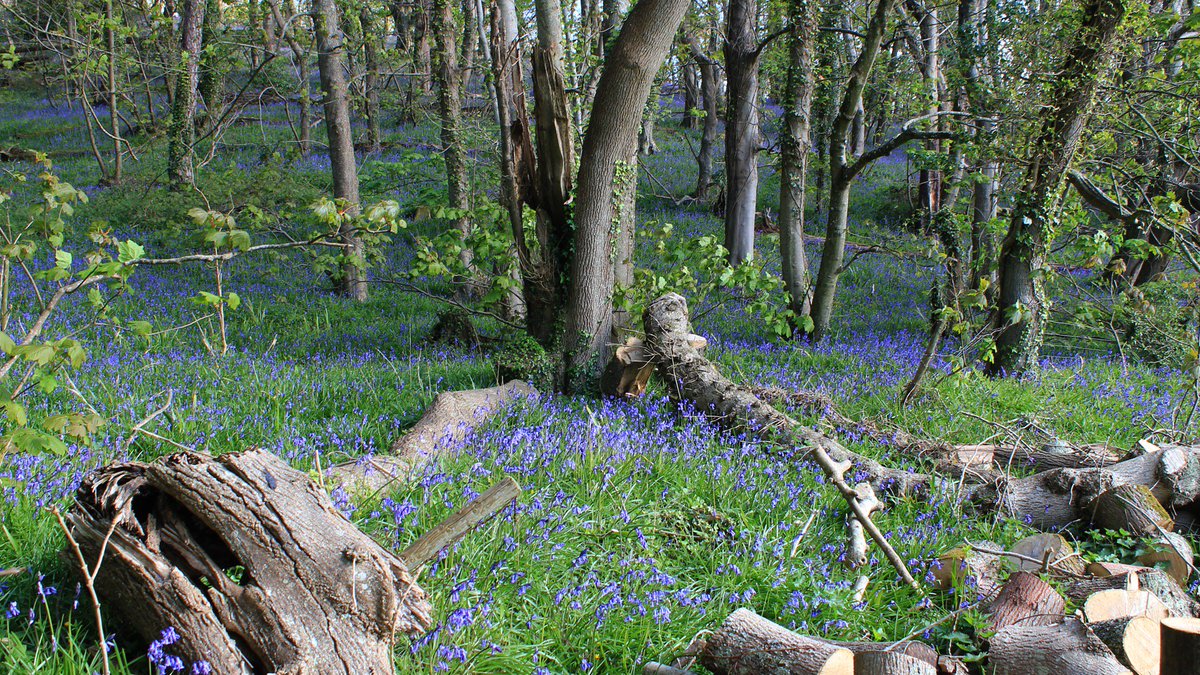 Bluebells in Labrador Bay. <a href="/WoodlandTrust/">WoodlandTrust</a> #bigbluebellwatch #woodlandtrust #devonhour <a href="/GreatDevonDays/">Devon Days #LoveDevon</a>
