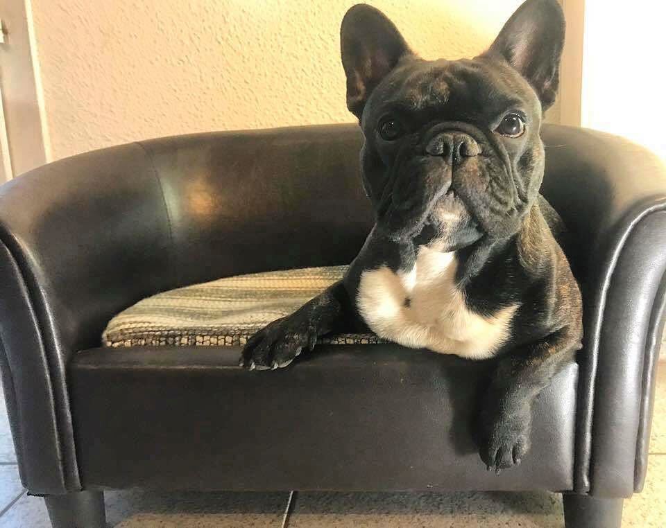 LooperFrenchie's tweet photo. Pourquoi se contenter du minimum ? 😌 je suis heureux de vous présenter mon canapé ! Rien qu'à moi celui la 😇 Papa … https://t.co/xUrD2TK2j1 https://t.co/HOnlRwgKfI