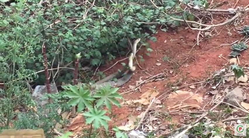 southtubes's tweet photo. Two Snakes Doing Romance in Bangalore Highway! https://t.co/DpvcBxmEDT https://t.co/ZAbJOVZN6Y