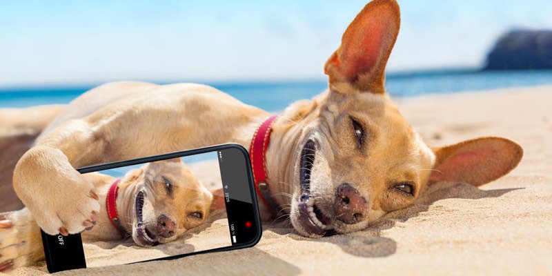 mascotalandia_a's tweet photo. Playas de España en las que podéis ir con vuestro perro. ¿Qué más se puede pedir? https://t.co/unt4niwa4s https://t.co/jSwz0utoWF