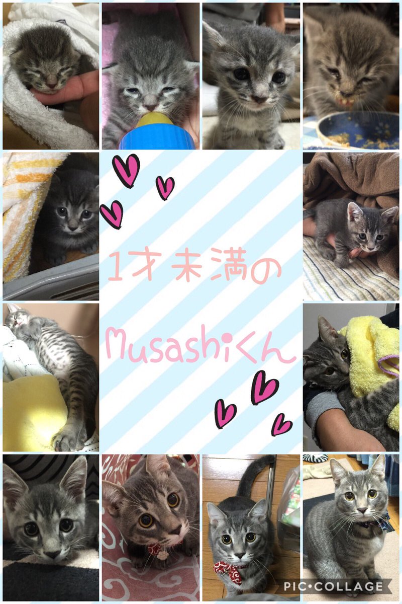 anzu090211's tweet photo. 今日はMusashiくんの2歳の誕生日🎂✨✨
生後3日から我が家に来たMusashiくん、大きくなったね〜
おもちゃで遊んでると誤飲しちゃうのなくなるといいのになぁ〜

#猫 #猫部 #猫飼いさんと繋がりたい #サバトラギルド https://t.co/VkdDDjAaRk
