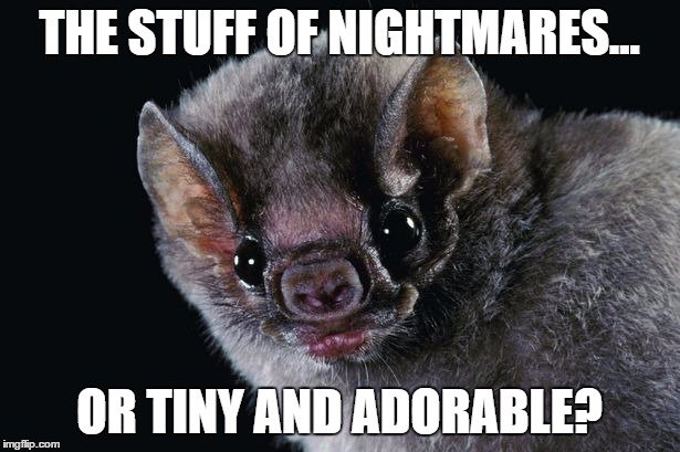 ERAIndianOcean's tweet photo. #falsefactfriday: "Bats drink blood" Only 3 of ~1300 species eat blood &amp; are approx. the size of an M&amp;Ms packet #lovebats #tinynotterrifying https://t.co/1JWngMQ8mp