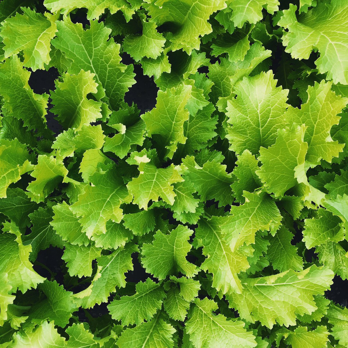 Our mustard leaves are packed full of flavour. Available now by the bag or in our mixed salad bags 💚💚 #mustard leaves #salad #saladleaves