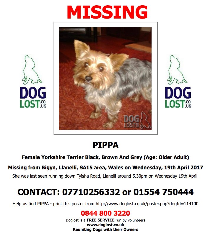 DogLostUK's tweet photo. #LOST PIPPA Female #YorkshireTerrier #Bigyn #Llanelli #SA15 #Lostdog https://t.co/G2TRMKC1wS https://t.co/t3HYf6eUr2