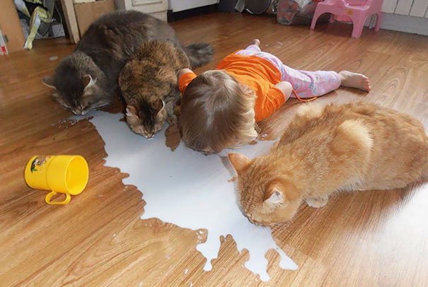 CocinarLight's tweet photo. ¡Rápido!¿Cuál de éstos 4 no es un gato  🐱?  😂🤣 #fun #leche #desayuno https://t.co/rYVrraPB4Z https://t.co/uCm9RPyJKm