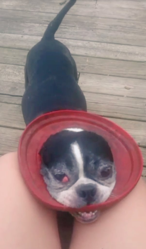 DatdogPookins tweet picture