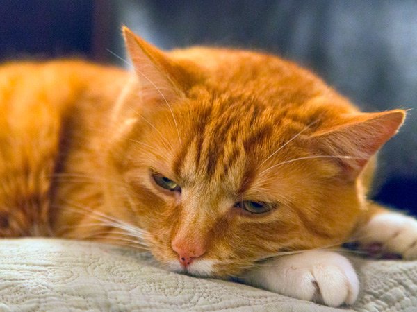 DogzillaPetFood's tweet photo. ¡Nuevo post! Insuficiencia renal en gatos ¡Descubre todo sobre esta enfermedad! #gatos #insuficienciarenal 🐱 https://t.co/r0RGDrlhOC https://t.co/chSiEoeLne