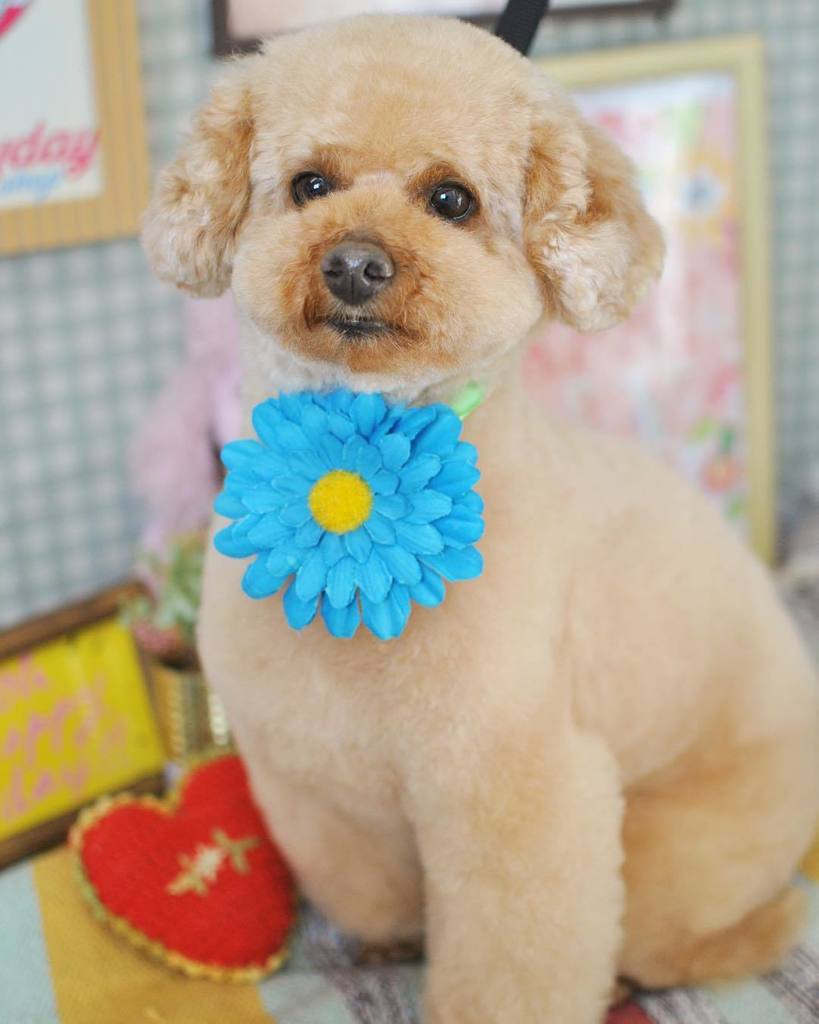 cutieemiko's tweet photo. ใใซใฌใกใใโค๏ธใขใใใขใใงๆใใใชๆ่งฆใใงใใโช(*โงโโฆ*)
#ใใซใฌใกใใ #cutiedog #cutiedogsendai #cutiedogbyemikoyabuki #grooming #trim #trimminโฆ https://t.co/Mq7he0L4Wj https://t.co/nio1ztFvvj