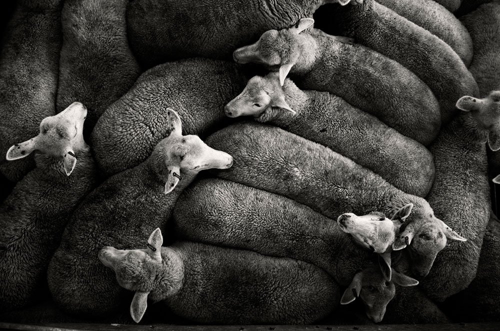 NiaHafC's tweet photo. #Shepparton #Livestock Sales. #agriculture #Australia #industry #travel #blackandwhitephotography #sheep blog soon! https://t.co/1h29IHaCfY https://t.co/K4DAM5vdB5