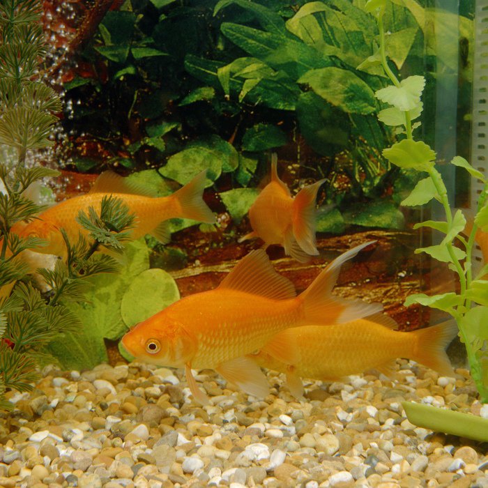 waltham_science's tweet photo. Fancy a PhD studying the effects of fish tanks in a variety of health care settings? Project with @UniWestScotland https://t.co/5VNuABexBG https://t.co/8jP4Bstjl8